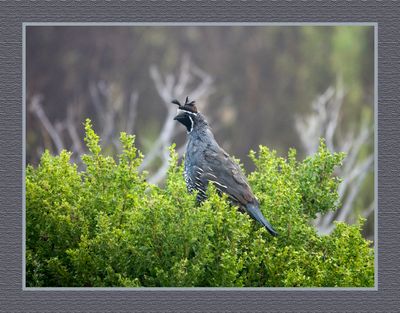 2023-09-09 00284 California Quail