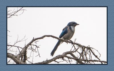 2023-09-12 00705 California Scrub-Jay (former Western and Woodhouse)