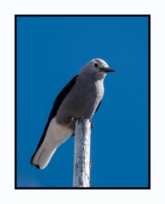 2023-09-06 00053 Gray Jay at Crater Lake