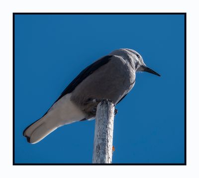 2023-09-06 00047 Gray Jay at Crater Lake