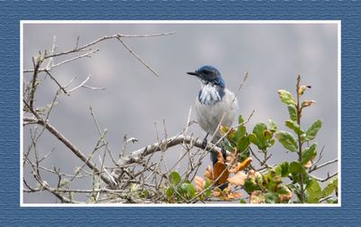 2023-09-11 00607 California Scrub-Jay