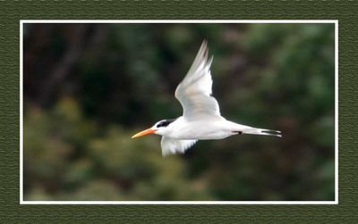2023-09-11 00553 Elegant Tern