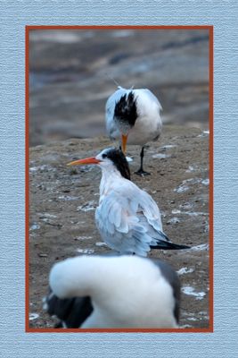 2023-09-19 00982 Elegant Tern