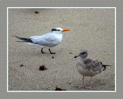 2023-09-19 01023 Royal Tern