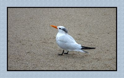 2023-09-19 01039 Royal Tern