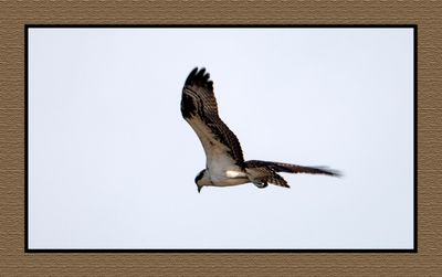 2023-09-19 01000 Osprey