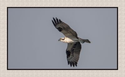 2023-09-19 01002 Osprey