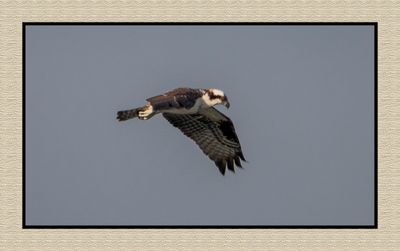 2023-09-19 01004 Osprey