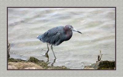 2023-09-18 00931 Little Blue Heron