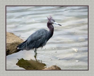 2023-09-18 00941 Little Blue Heron