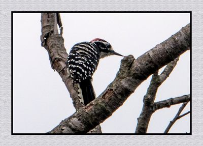 Kingfishers & Woodpeckers