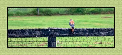 2023-10-01 1174 American Kestrel