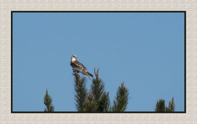 2023-10-07 8227C White-tailed Kite