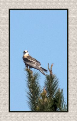 2023-10-07 8228C White-tailed Kite