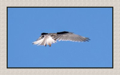 2023-10-07 8230C White-tailed Kite