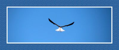 2023-10-07 8233C White-tailed Kite