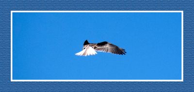 2023-10-07 8235C White-tailed Kite