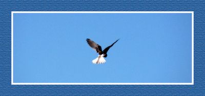 2023-10-07 8239C White-tailed Kite