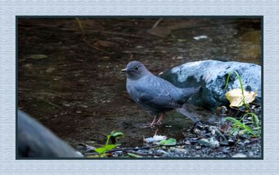2023-10-12 01429 American Dipper