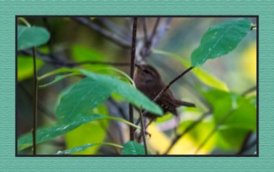 2023-10-12 01496 Pacific Wren