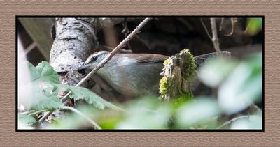 2023-10-13 01553 Bewick's Wren