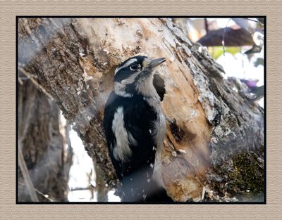 2023-10-13 01544 Downy Woodpecker Excavating the Nest
