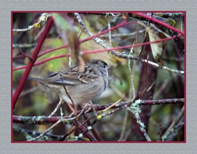 2023-10-13 8338C Golden-crowned Sparrow