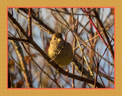 2023-10-13 8353C Golden-crowned Sparrow