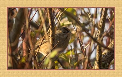 2023-10-13 8359C Golden-crowned Sparrow