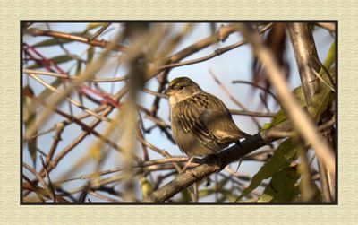 2023-10-13 8466C Golden-crowned Sparrow