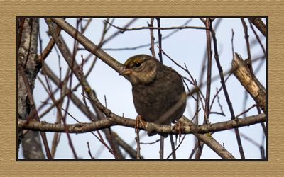 2023-10-13 8497C Golden-crowned Sparrow