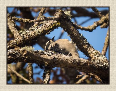2023-10-13 8425C Downy Woodpecker - Sometimes Birding is so Tiring You Have to Lie Down