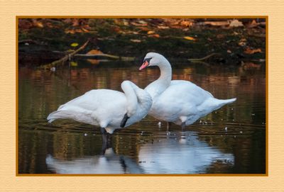 2023-10-15 01583 Trumpeter and Mute Swan