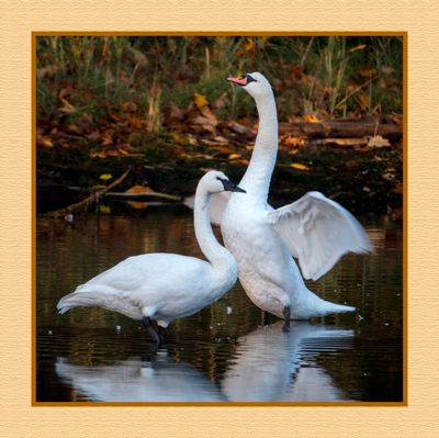 2023-10-15 01588 Trumpeter and Mute Swan