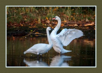 2023-10-15 01589 Trumpeter and Mute Swan
