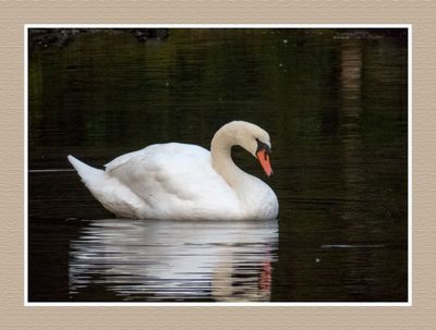2023-10-15 8583 Mute Swan