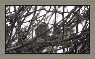 2023-10-15 8625 Golden-crowned Kinglet