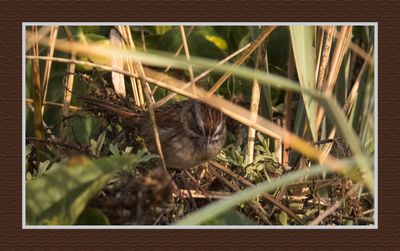 2023-10-15 8689C Swamp Sparrow