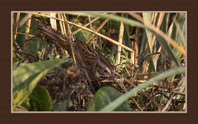 2023-10-15 8690C Swamp Sparrow