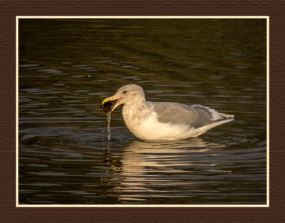2023-10-15 8637C Glaucous-winged Gull