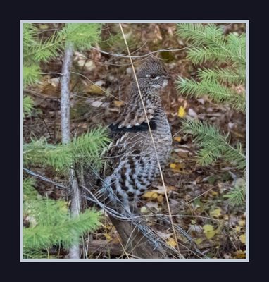 2023-11-09 & 10C 8750 Ruffed Grouse