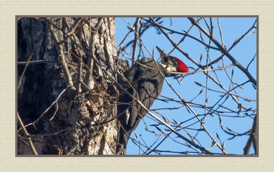 2023-11-16 8770C Pileated Woodpecker