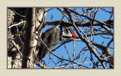 2023-11-16 8780C Pileated Woodpecker