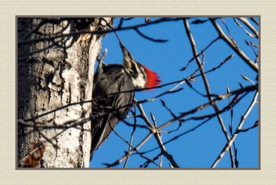 2023-11-16 8789C Pileated Woodpecker