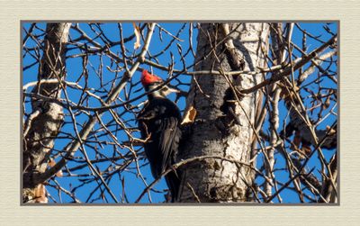 2023-11-16 8793C Pileated Woodpecker