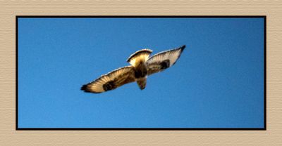 2023-11-23 8837C Rough-legged Hawk