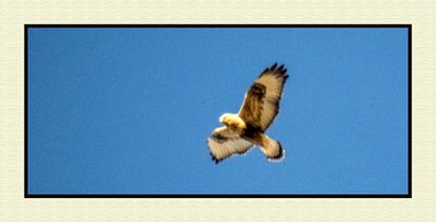 2023-11-23 8838C Rough-legged Hawk