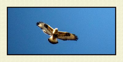 2023-11-23 8842C Rough-legged Hawk