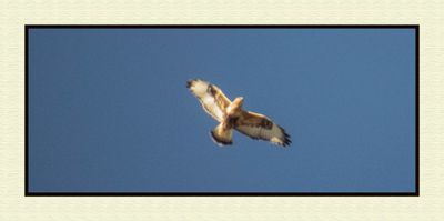 2023-11-23 8845C Rough-legged Hawk