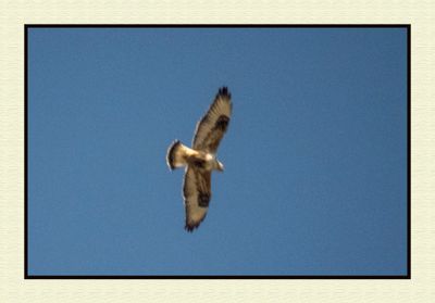 2023-11-23 8846C Rough-legged Hawk